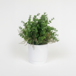 Artificial Eucalyptus Plant in White Ribbed Pot