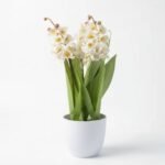 Artificial Lily of the Valley in White Pot