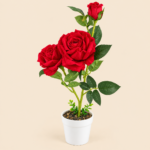 Artificial Red Rose Plant in White Pot – Realistic Decorative Flowers